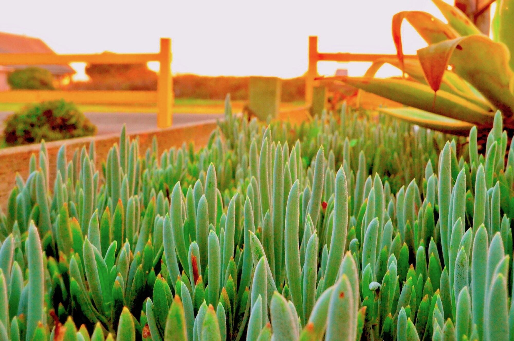 Captain'S Inn At Moss Landing Exterior foto